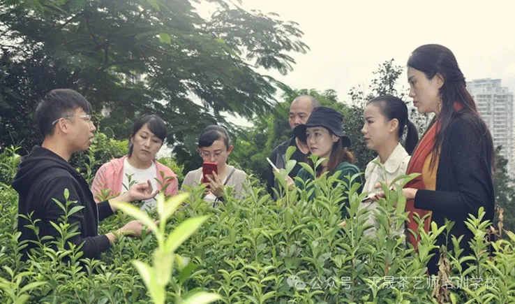 学茶艺哪里有培训？正月福建天晟习茶---第204期中国茶学系统培训班预约开启(图3)