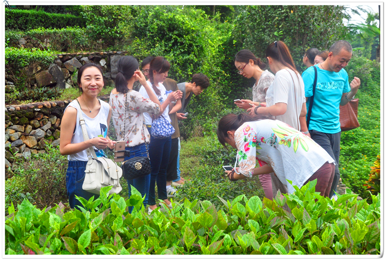 绿茶篇(图1) 绿茶篇(图1)